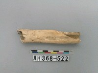 藏品(動物骨骼)的圖片